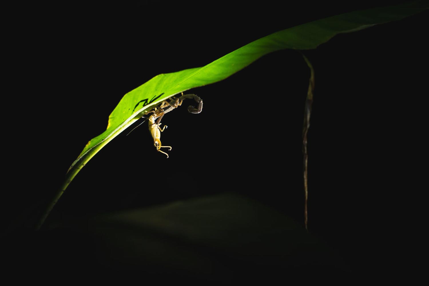 Tambopata Mágico