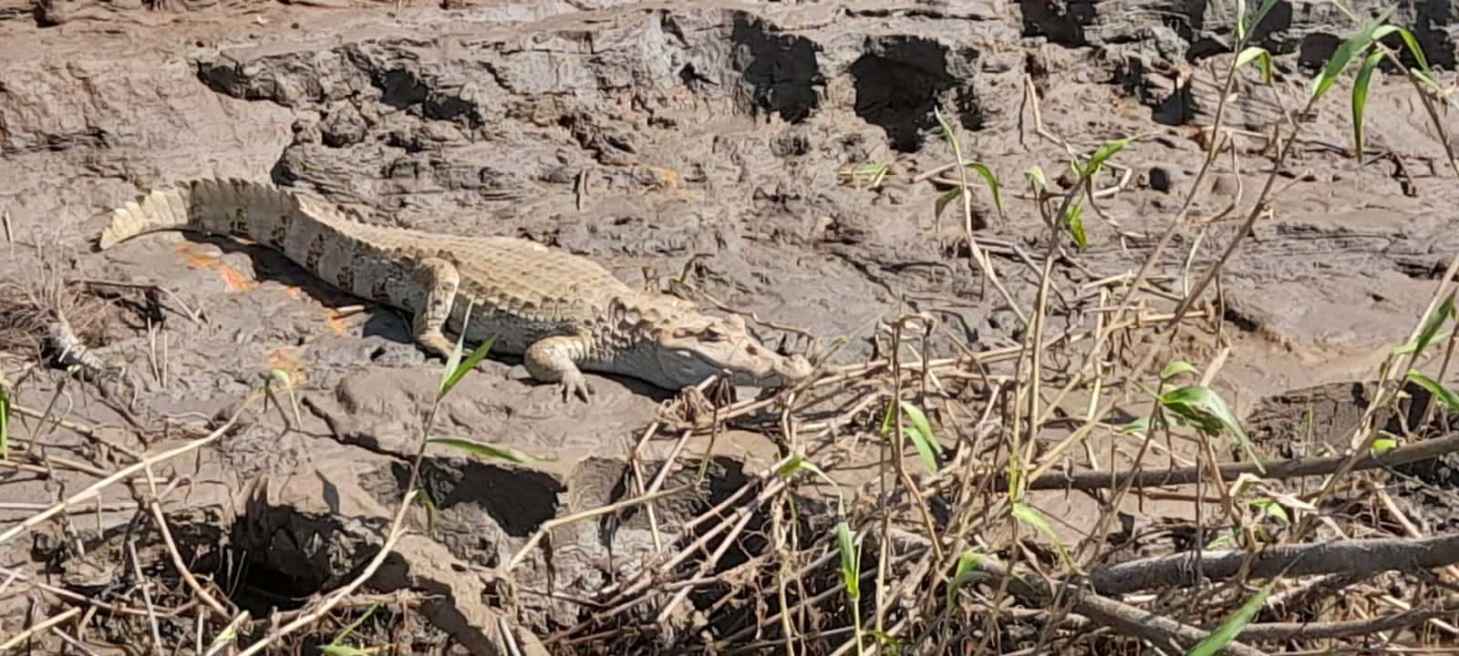 cocodrilo-tours-ecolucerna