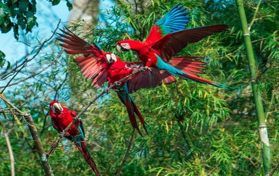 extreme-tambopata-ecolucerna