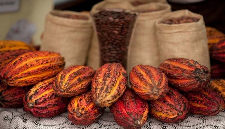 Tesoros del Bosque & Cacao