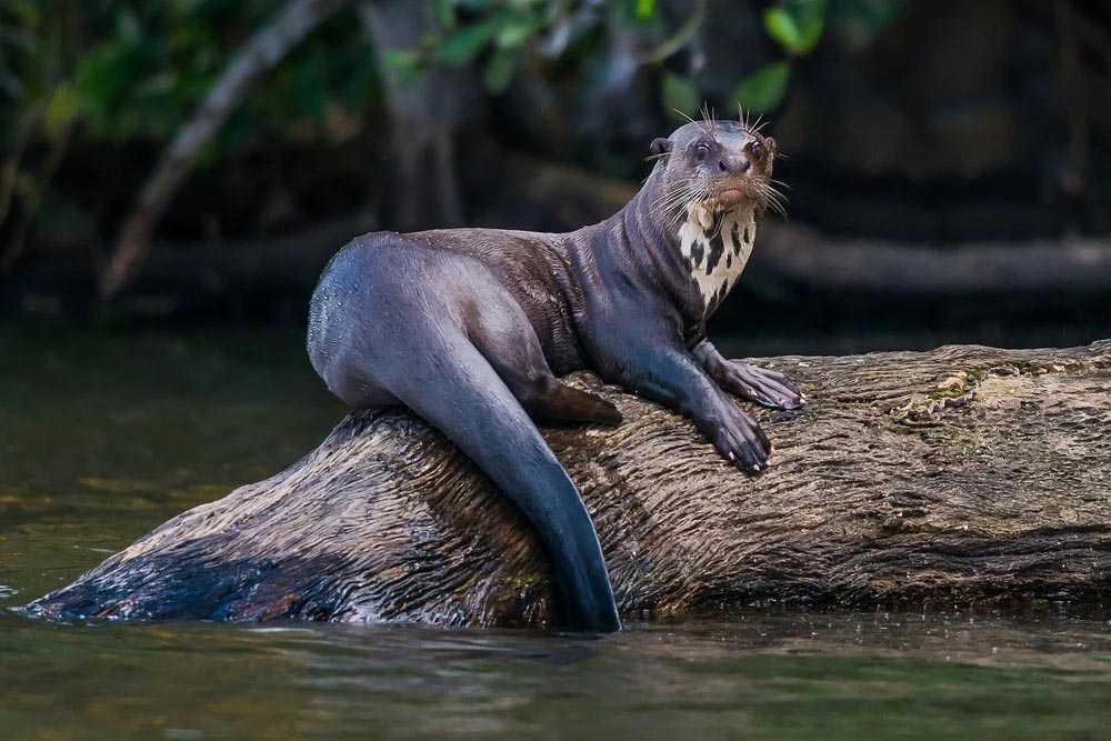 tambopata-essentials-ecolucerna-lodge